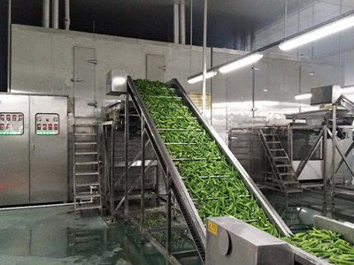 Climbing Belt Conveyor is Conveying okra