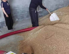 Conveying rice husk