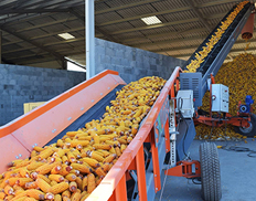 Corn Harvesting and Processing Center